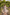 AUDREY PUFF SLEEVE FULL SKIRT DRESS - CHAMPAGNE IVORY POLKA DOT