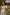 AUDREY PUFF SLEEVE FULL SKIRT DRESS - CHAMPAGNE IVORY POLKA DOT