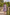 CALLIE LACE PUFF SLEEVE MIDI DRESS - LILAC
